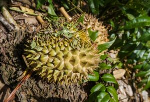 備蓄米がカビ臭いと感じた時の対処法は？