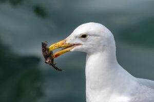 備蓄米を美味しく食べる方法にはどんなアイデアがある？