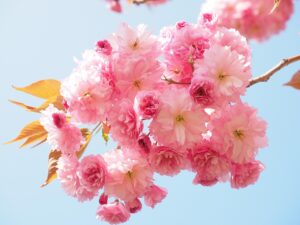 古米匂い消しの効果的な方法は何ですか？