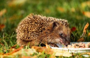 米の食べる以外の使い道はどのようなものがある？