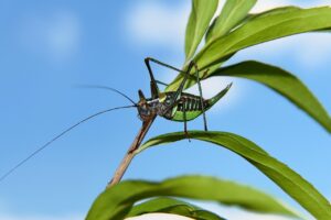 備蓄米通販でおすすめの無洗米の味は？