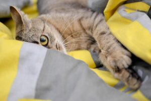 備蓄米の通販でペットを飼う家庭の防災目安は？