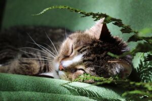 備蓄米通販でペットを飼いながら防災に必要な量はどれくらい？