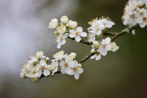 千葉産の備蓄米を通販で購入する際のおすすめは？