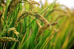 非常食としての米は家族4人分の目安でどれくらい必要ですか？