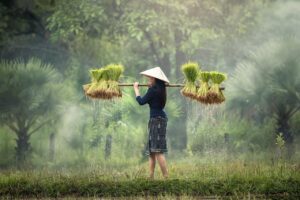 備蓄米は開封後何日もつ？保存期間と注意点を徹底解説！